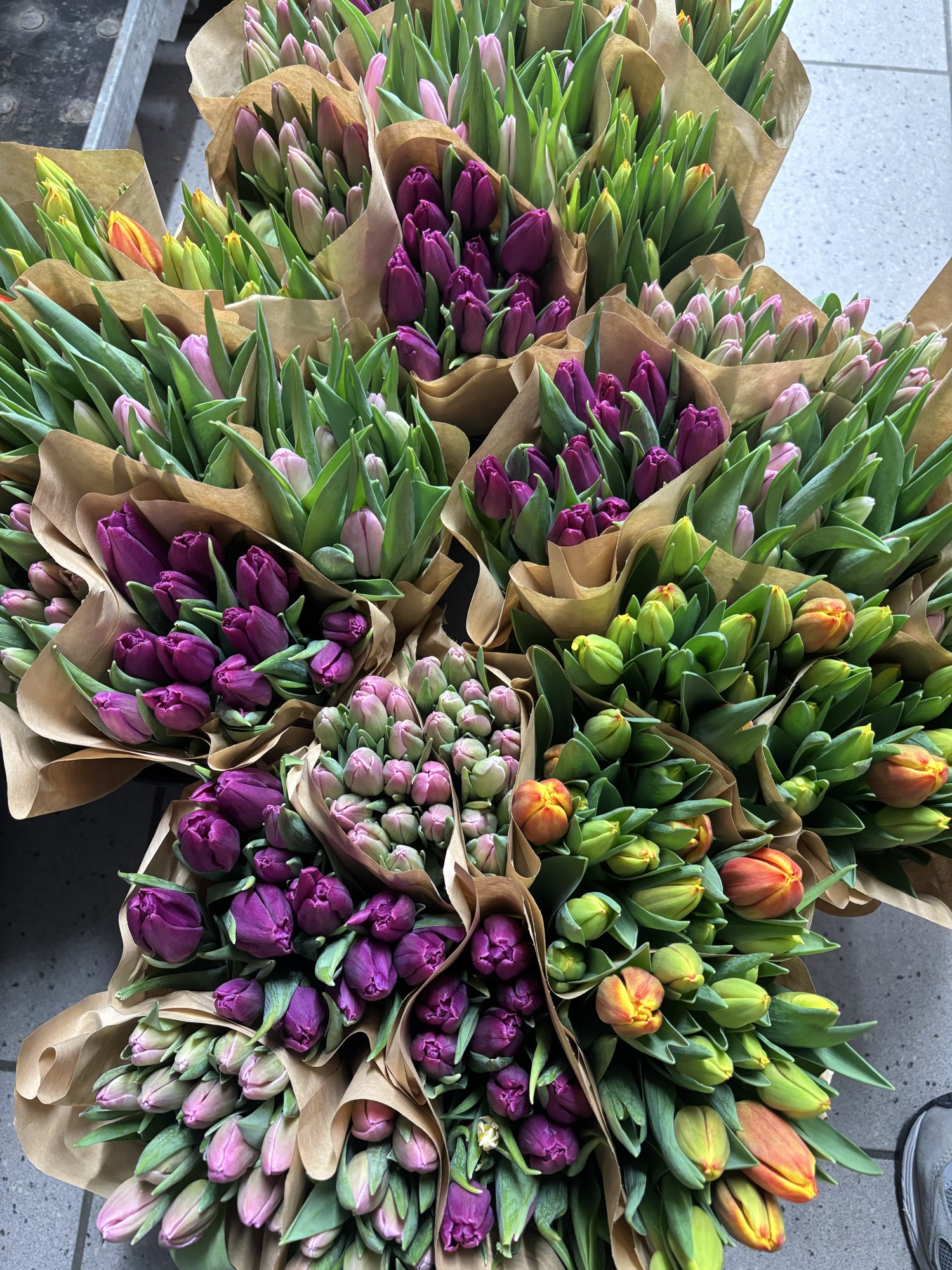 1 bundt Nytårs tulipaner