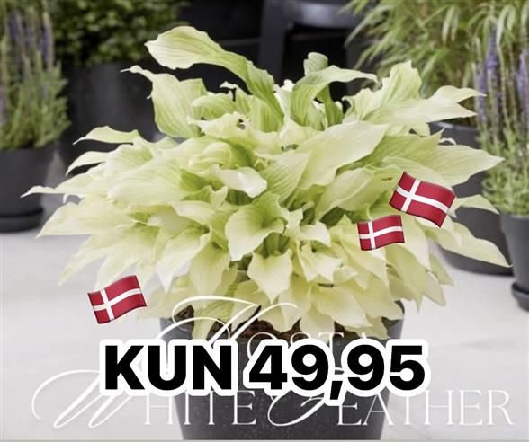 Hvid Hosta