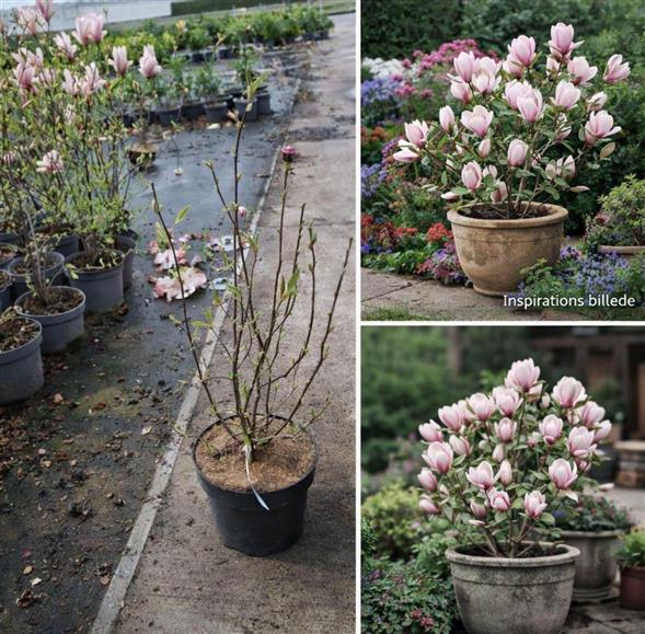 Magnolia plante