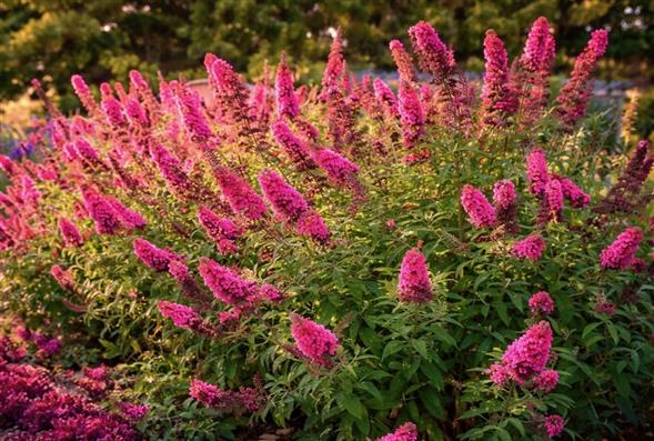 Buddleja