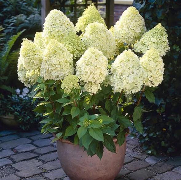 Limelight hortensia