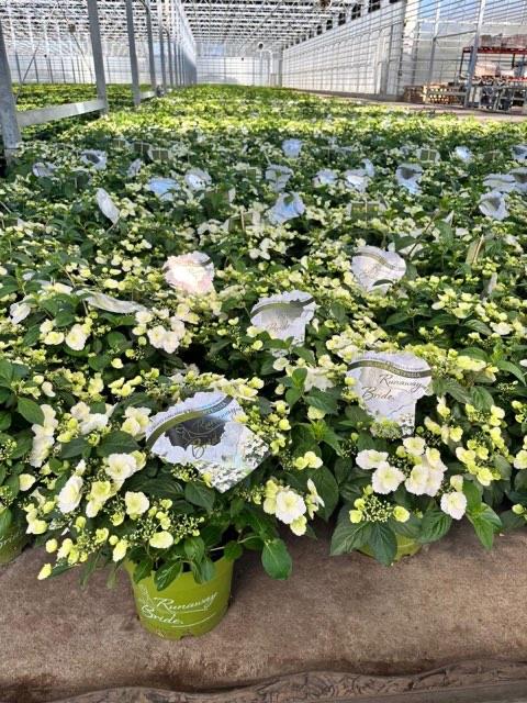 Runaway Bride Hortensia