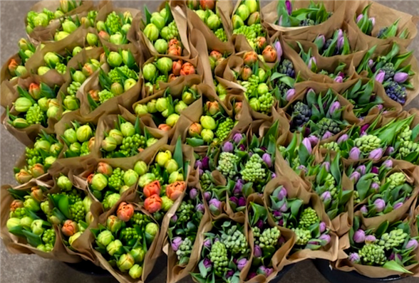 1 bundt Tulipaner m/hyacinter